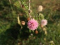 Corona flower in wild area