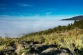 Corona Forestal Natural Park, Tenerife, Canary Islands - Massive forest positioned at a high altitude above the clouds, surroundin