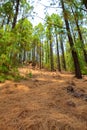 Corona Forestal in Teide National Park at Tenerife Royalty Free Stock Photo