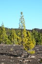 Forest In Teide National Park Tenerife , digital photo image Royalty Free Stock Photo