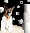 Corona virus medical mask on German Shepherd dog and toilet paper. Concept about animals against corona virus covid19 Royalty Free Stock Photo