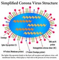 Corona virus structure