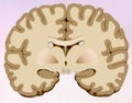 Coronal cut of the human brain in which we can see the brain composed of two halves, one right and one left, in this illustration