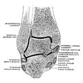 Coronal Section Through the Ankle Joint, vintage illustration