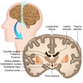 Coronal section of the human brain medical  illustration Royalty Free Stock Photo