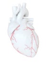 The coronary arteries Royalty Free Stock Photo