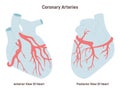 Coronary arteries of the heart. Anterior and posterior view. Circulatory system Royalty Free Stock Photo