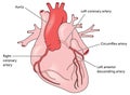 The coronary arteries of the heart Royalty Free Stock Photo