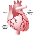 Coronary arteries of the heart