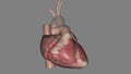 The coronary arteries run along the coronary sulcus of the myocardium of the heart