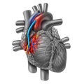 Coronary Artery Bypass Grafting