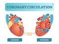 Coronary circulation anatomical cross section diagram, labeled vector illustration scheme. Blood flow circuit.