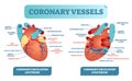 Coronary vessels anatomical health care vector illustration labeled diagram. Heart blood flow system with blood vessel scheme. Royalty Free Stock Photo