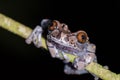 Coronated tree frog Anotheca spinosa