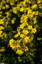 'Coronation Triumph' potentilla