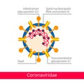 Coronaviridae. Classification of viruses. Royalty Free Stock Photo