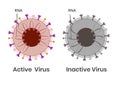 Coronavirus active and inactive with damaged genetic material