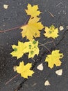 Coronavirus autumn. Yellow maple and birch leaf on wet asphalt. Virus. Influenza