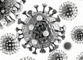 Coronavirus black white COVID-19 under the microscope. 3d illustration