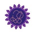 Coronavirus cell structures and anatomy. Labeled with morphology of proteins, ribosomes, RNA, and cell envelope, cover-19