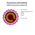 Coronavirus cell structures and anatomy. Labeled with morphology of proteins, ribosomes, RNA, and cell envelope, cover-19