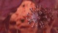 Coronavirus COVID-19 3d render illustration, virus in blood, microbiology and virology concept background Royalty Free Stock Photo