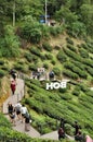 Top View BOH Tea Plantation,Pahang,Malaysia Royalty Free Stock Photo