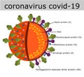 Coronavirus Covid-19 structure.Anatomy of a virus.