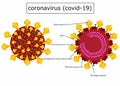 Coronavirus Covid-19 structure.Anatomy of a virus.