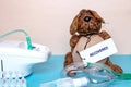 Coronavirus. Funny dog with a recovered tag a medical face mask or nebulizer for treatment of the respiratory tract, further