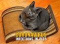 Coronavirus : Infections in pets with a background of a grey cat