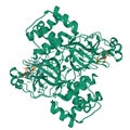 Structure of the SARS-CoV-2 COVID-19 main protease (green) in complex with two molecules of the UAW241 inhibitor Royalty Free Stock Photo