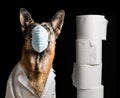 Coronavirus medical mask on German Shepherd dog with lap coat and toilet paper. Concept about animals against corona virus covid19 Royalty Free Stock Photo