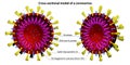 Coronavirus model