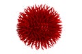 Coronavirus outbreak. Close-up red abstract model of a novel strain of the corona virus COVID-19 isolated on a white background. Royalty Free Stock Photo