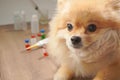 coronavirus outbreak, Virus and recovery concept, focus on pomeranian dog on wooden table with blurred vaccine bottles