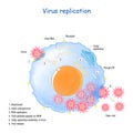 Coronavirus replication. life cycle of RNA viruses Royalty Free Stock Photo