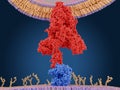 The coronavirus spike protein bound to the ACE2 protein on the surface of a human cell