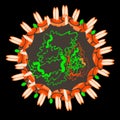 Coronavirus. The structure of the Chinese coronavirus. Influenza virus. Flu. Vector illustration.