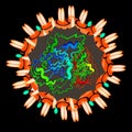 Coronavirus. The structure of the Chinese coronavirus. Influenza virus. Flu. Vector illustration.