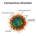Coronavirus. The structure of the Chinese coronavirus. Influenza virus. Flu. Vector illustration on isolated background.