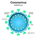 Coronavirus structure. Close-up of a virion