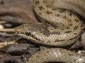 Coronella austriaca - smooth snake