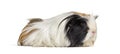 Coronet cavy, Guinea pig against white background