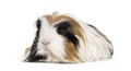 Coronet cavy, Guinea pig against white background Royalty Free Stock Photo