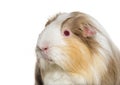 Coronet cavy, Guinea pig against white background Royalty Free Stock Photo