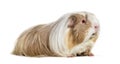 Coronet cavy, Guinea pig against white background Royalty Free Stock Photo