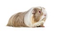 Coronet cavy, Guinea pig against white background Royalty Free Stock Photo