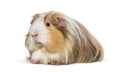 Coronet cavy, Guinea pig against white background Royalty Free Stock Photo