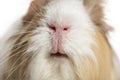 Coronet cavy, Guinea pig against white background Royalty Free Stock Photo